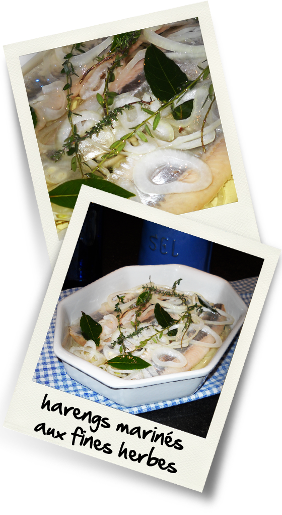 harengs harengs